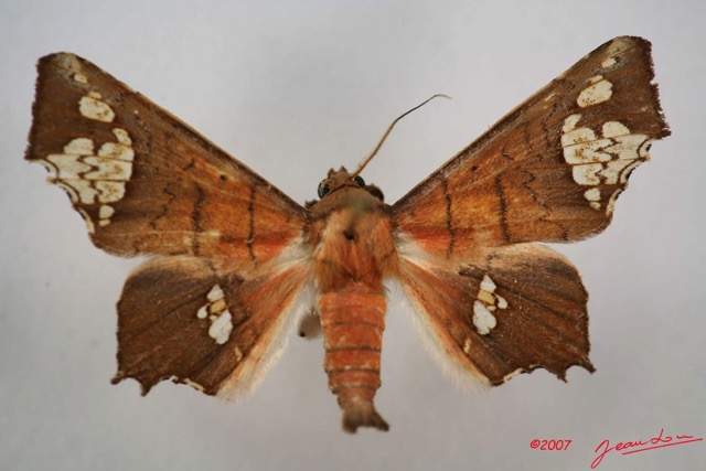 075 Heterocera (FD) Noctuidae Episparis fenestrifera IMG_3951WTMK.jpg
