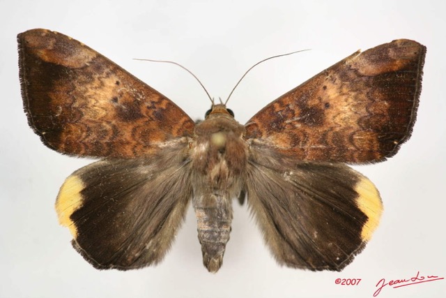 077 Heterocera (FD) Noctuidae Achaea ezea IMG_4006WTMK.jpg