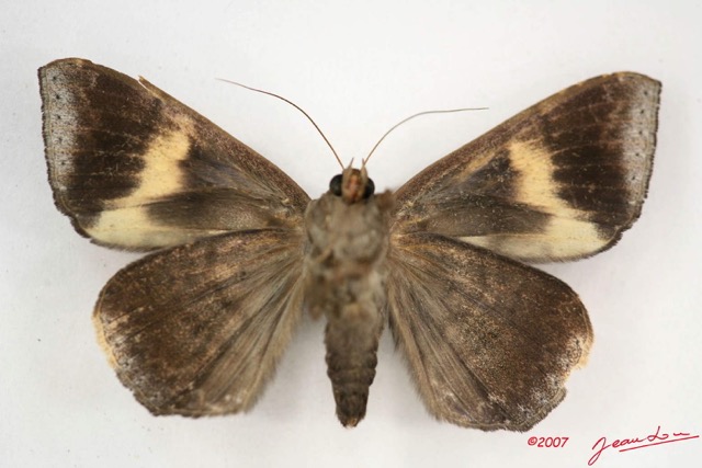 078 Heterocera (FV) Noctuidae Achaea ezea IMG_4010WTMK.jpg