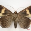 078 Heterocera (FV) Noctuidae Achaea ezea IMG_4010WTMK.jpg