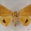 079 Heterocera (FD) Noctuidae Achaea klugii f IMG_3983WTMK.jpg