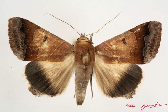 081 Heterocera (FD) Noctuidae Ophiusa mejanesi IMG_4232WTMK.jpg