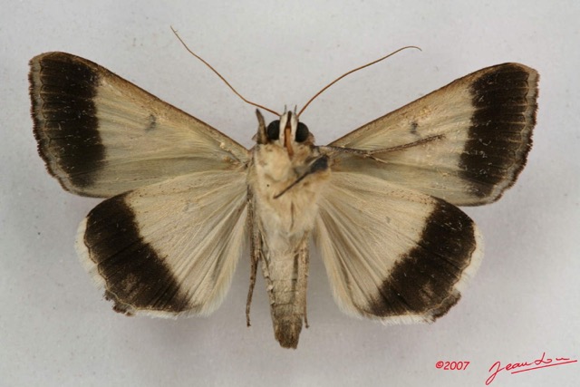 082 Heterocera (FV) Noctuidae Ophiusa mejanesi IMG_4235WTMK.jpg