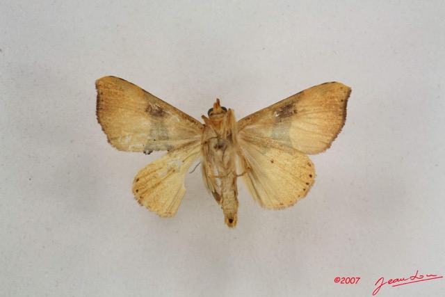 084 Heterocera (FV) Noctuidae Marcipa sp m IMG_4182WTMK.jpg