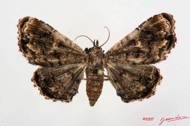 085 Heterocera (FD) Noctuidae Quadrifinae f 7IMG_4957WTMK.jpg