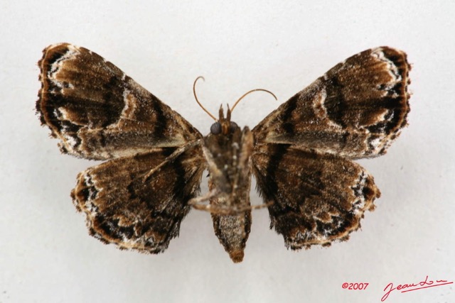 086 Heterocera (FV) Noctuidae Quadrifinae f 7IMG_4960WTMK.jpg