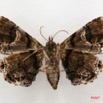 086 Heterocera (FV) Noctuidae Quadrifinae f 7IMG_4960WTMK.jpg