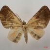 087 Heterocera (FD) Noctuidae Hollandia sigillata m 7IMG_4970WTMK.jpg