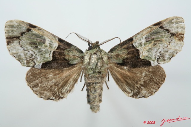 095 Heterocera (FD) Noctuidae Thiacidas ? 8EIMG_15800WTMK.jpg