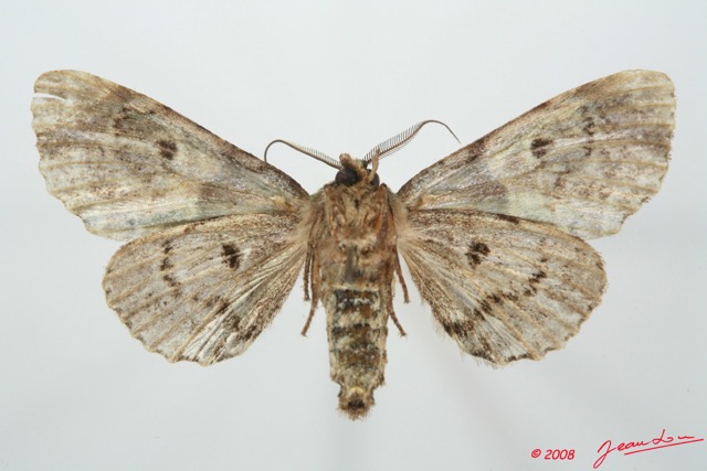 096 Heterocera (FV) Noctuidae Thiacidas ? 8EIMG_15802WTMK.jpg