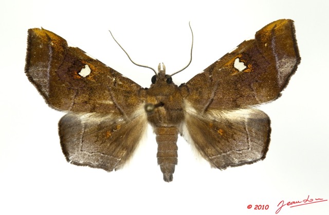 097 Heterocera 182b (FD) Noctuidae Episparis sp 10E5K2IMG_58040wtmk.jpg