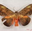 001 Heterocera (FD) Noctuidae Hypopyra capensis m IMG_3917WTMK.jpg