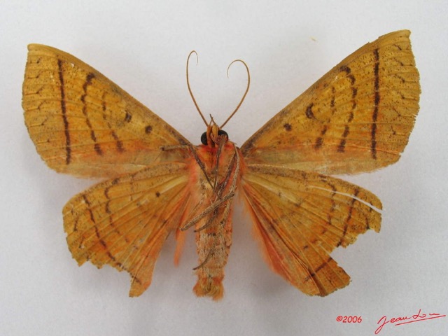 004 Heterocera (FV) Noctuidae Quadrifinae Hypopyra capensis m IMG_4566WTMK.jpg