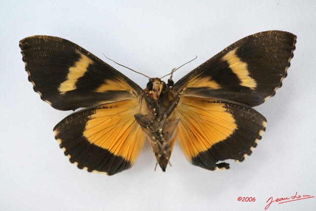 006 Heterocera (FV) Noctuidae Eudocima divitiosa f IMG_1469WTMK.jpg
