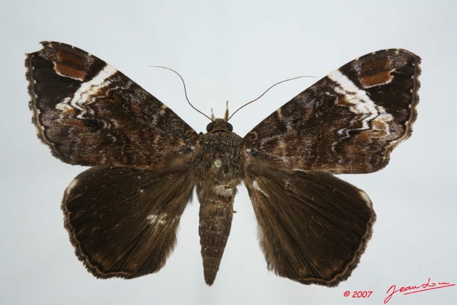 007 Heterocera (FD) Noctuidae Quadrifinae Tolna Versicolor 7EIMG_0179WTMK.jpg