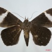 008 Heterocera (FV) Noctuidae Quadrifinae Tolna Versicolor 7EIMG_0183WTMK.jpg