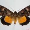 009 Heterocera (FD) Noctuidae Calpinae Eudocima divitiosa f 7EIMG_0243WTMK.jpg