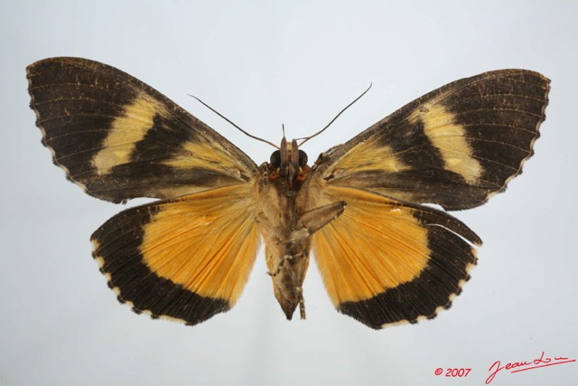 010 Heterocera (FV) Noctuidae Calpinae Eudocima divitiosa f 7EIMG_0248WTMK.jpg
