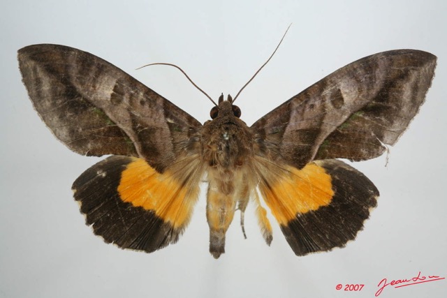 011 Heterocera (FD) Noctuidae Calpinae Eudocima divitiosa m 7EIMG_0249WTMK.jpg