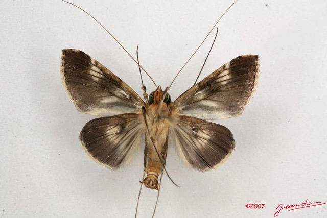020 Heterocera (FV) Noctuidae Sarrothiripinae Gigantoceras sp m 7IMG_6458WTMK.jpg