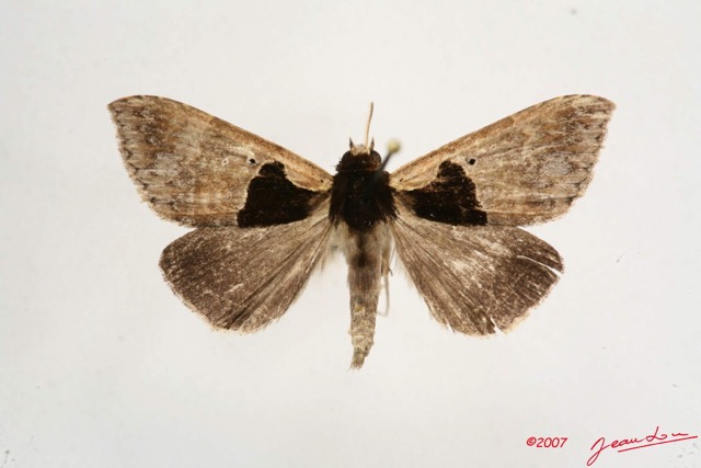 021 Heterocera (FD) Noctuidae Quadrifinae Anoba nigribasis m 7IMG_6460WTMK.jpg