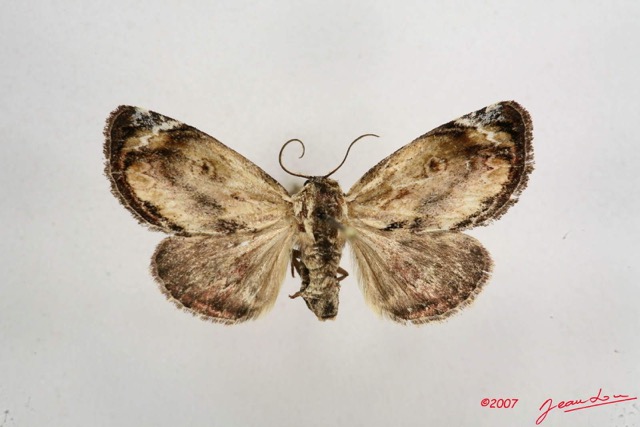 025 Heterocera (FD) Noctuidae Quadrifinae Gen sp 7IMG_6472WTMK.jpg