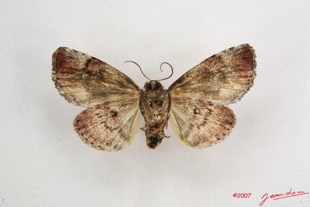 026 Heterocera (FV) Noctuidae Quadrifinae Gen sp 7IMG_6476WTMK.jpg