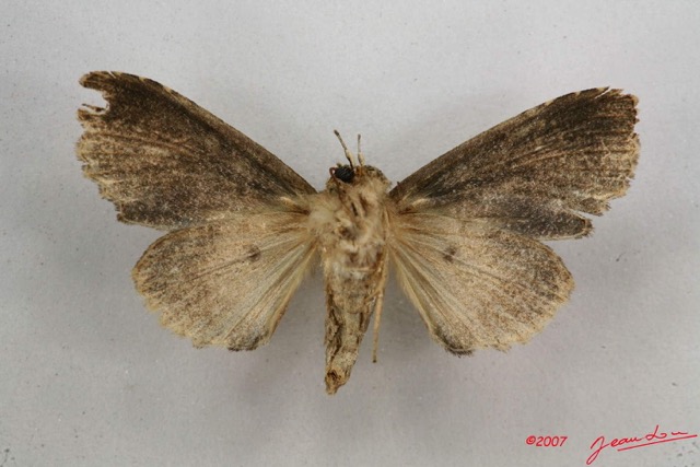 028 Heterocera (FV) Noctuidae Quadrifinae Saaluncifera sp 7IMG_6507WTMK.jpg