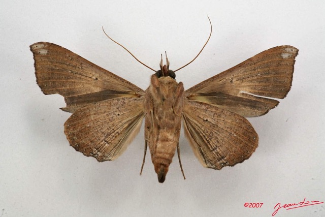 030 Heterocera (FV) Noctuidae Quadrifinae Ogovia sp 7IMG_6568WTMK.jpg