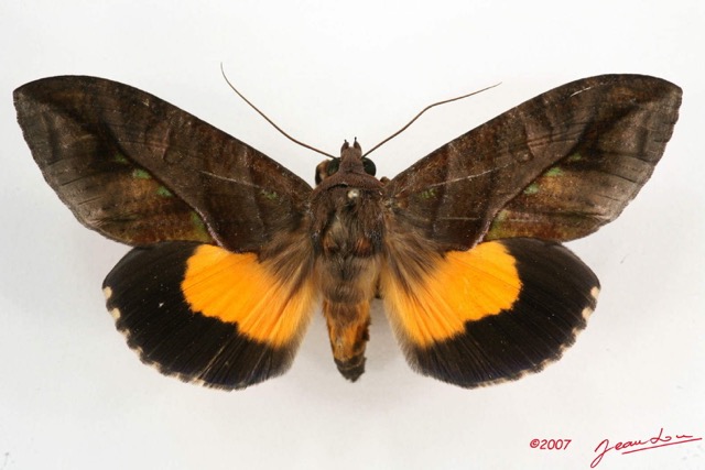 031 Heterocera (FD) Noctuidae Quadrifinae Eudocima divitiosa m 7IMG_6616WTMK.jpg