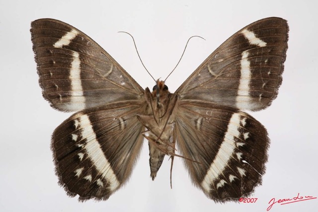 036 Heterocera (FV) Noctuidae Quadrifinae Cyligramma magus f 7IMG_7381WTMK.jpg