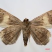 038 Heterocera (FV) Noctuidae Quadrifinae Achaea ezea m 7IMG_8591WTMK.jpg