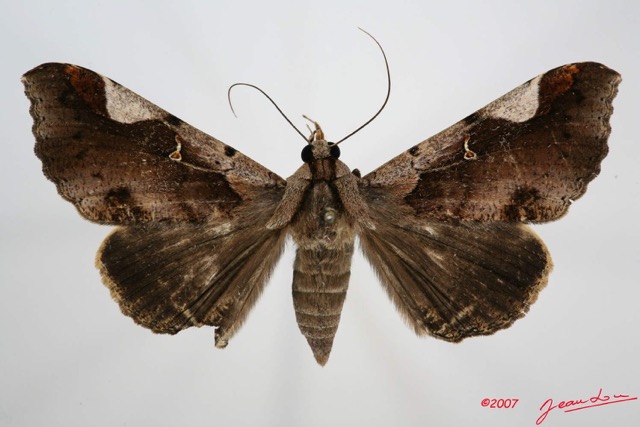 039 Heterocera (FD) Noctuidae Quadrifinae Rougeotiana rogator f 7IMG_8628WTMK.jpg