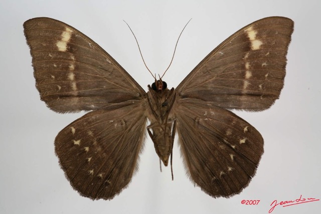 042 Heterocera (FV) Noctuidae Quadrifinae Cyligramma fluctuosa 7IMG_8638WTMK.jpg