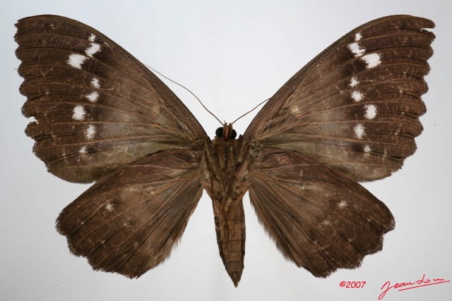 044 Heterocera (FV) Noctuidae Quadrifinae Eupatula walkeri f 7IMG_8668WTMK.jpg