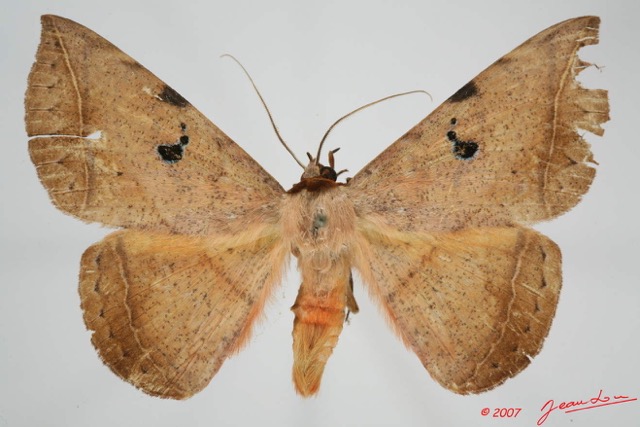 047 Heterocera (FD) Noctuidae Quadrifinae Hypopyra capensis m 7EIMG_9097WTMK.jpg
