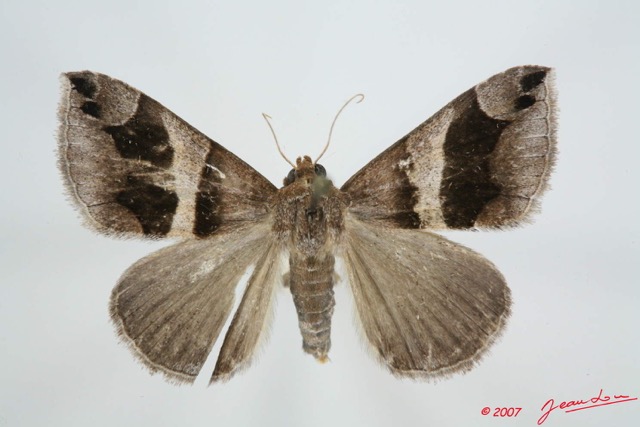 053 Heterocera (FD) Noctuidae Quadrifinae Dysgonia derogans m 7EIMG_0019WTMK.jpg