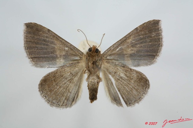 054 Heterocera (FV) Noctuidae Quadrifinae Dysgonia derogans m 7EIMG_0023WTMK.jpg