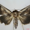 055 Heterocera (FD) Noctuidae Sarrothripinae f 7EIMG_0031WTMK.jpg