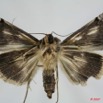 056 Heterocera (FV) Noctuidae Sarrothripinae f 7EIMG_0034WTMK.jpg