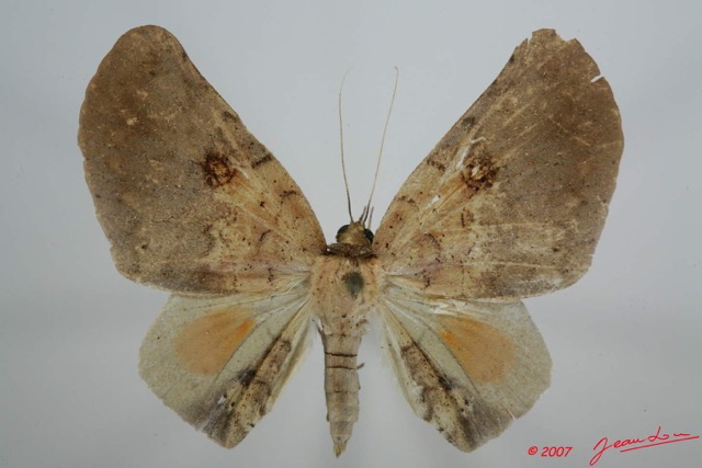 057 Heterocera (FD) Noctuidae Quadrifinae Hollandia sigillata m 7EIMG_0085WTMK.jpg