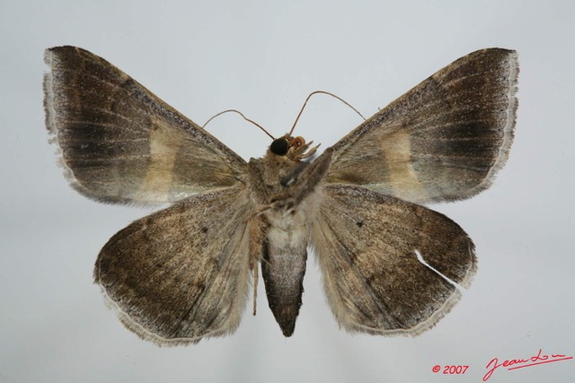 060 Heterocera (FV) Noctuidae Quadrifinae Dysgonia torrida f 7EIMG_0108WTMK.jpg