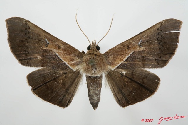 061 Heterocera (FD) Noctuidae Quadrifinae 7EIMG_1983WTMK.jpg