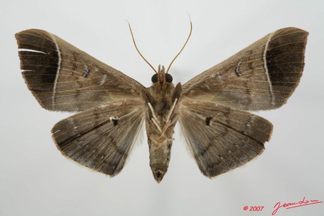062 Heterocera (FV) Noctuidae Quadrifinae 7EIMG_1988WTMK.jpg