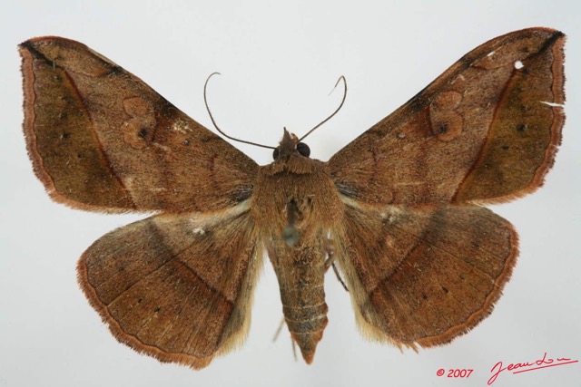 067 Heterocera (FD) Noctuidae Quadrifinae Anticarsia rubicans f 7EIMG_2378WTMK.jpg