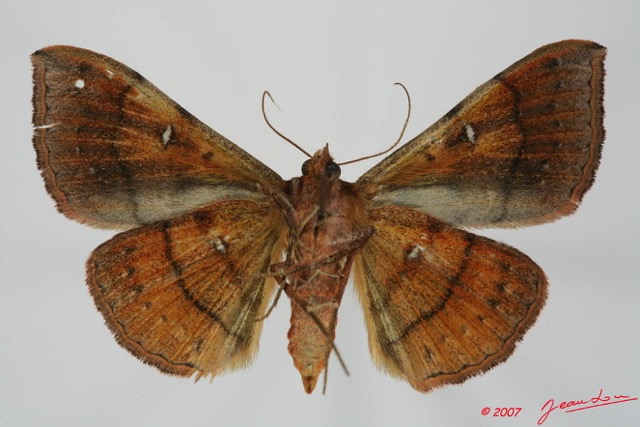 068 Heterocera (FV) Noctuidae Quadrifinae Anticarsia rubicans f 7EIMG_2383WTMK.jpg
