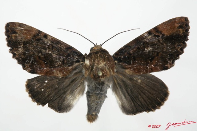 069 Heterocera (FD) Noctuidae Quadrifinae Pseudarcte sp m 7EIMG_2474WTMK.jpg