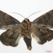 070 Heterocera (FV) Noctuidae Quadrifinae Pseudarcte sp m 7EIMG_2479WTMK.jpg