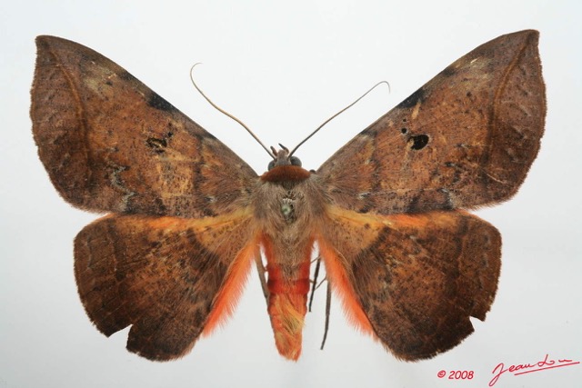 073 Heterocera (FD) Noctuidae Quadrifinae Hypopyra capensis m 8EIMG_4230WTMK.jpg