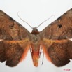 073 Heterocera (FD) Noctuidae Quadrifinae Hypopyra capensis m 8EIMG_4230WTMK.jpg